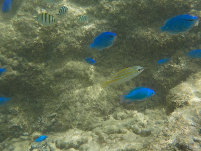 沖縄ホテル日航アリビラ「カナイビーチの魚」